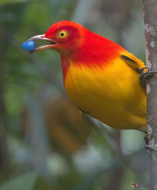 Meet The Flame Bowerbird With Colors Of Fire And An Amazing Dance Performance