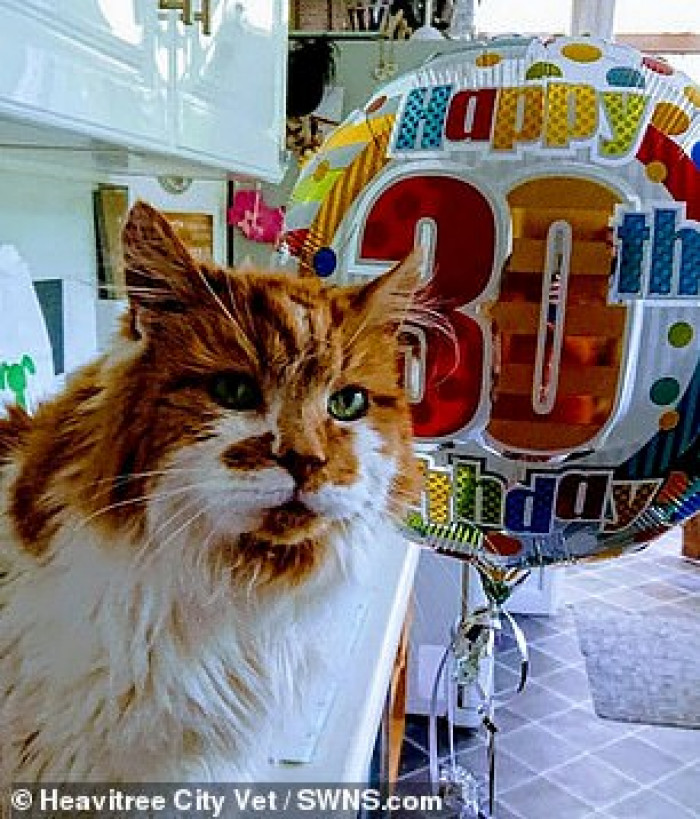 Rubble, the world's oldest cat, has died at the age of 31.