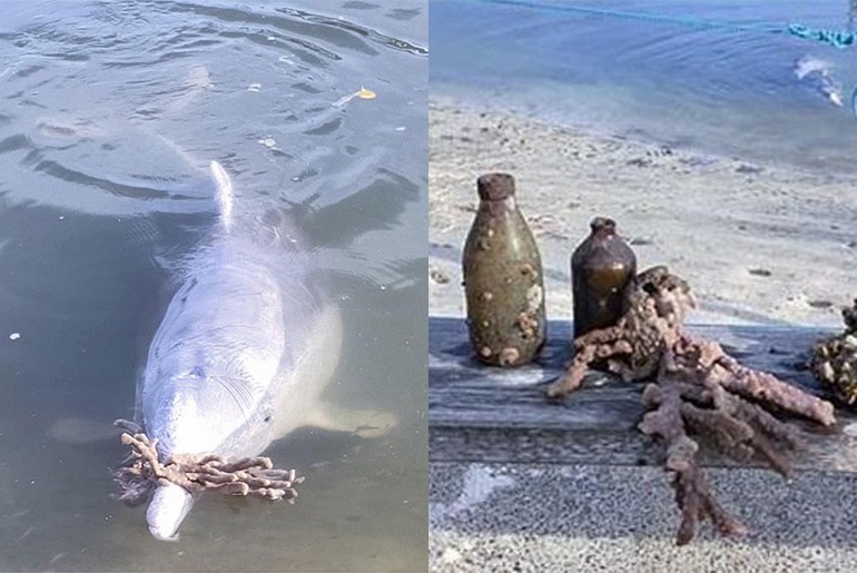 A smart, charming dolphin gives people gifts that they find on the seabed in exchange for their food.