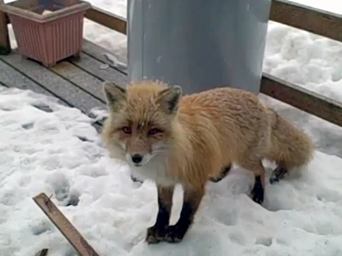 Alaska: A bald eagle, a wild fox, and two domestic cats gathered peacefully on a woman's porch