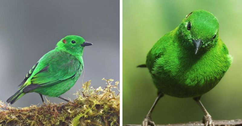 This bird is so bright green it looks like neon markings