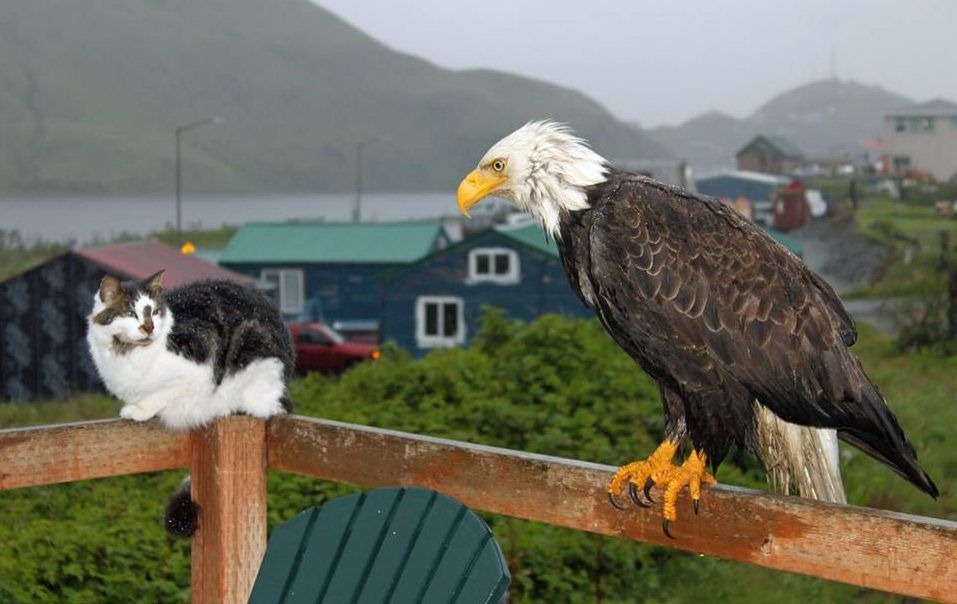 Alaska: A bald eagle, a wild fox, and two domestic cats gathered peacefully on a woman's porch