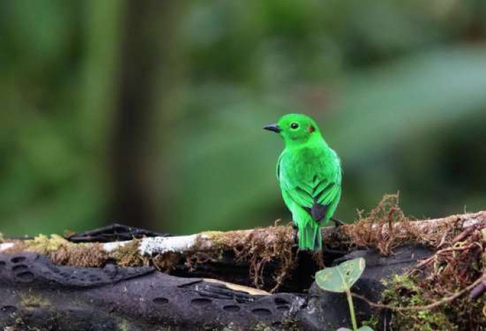 This bird is so bright green it looks like neon markings