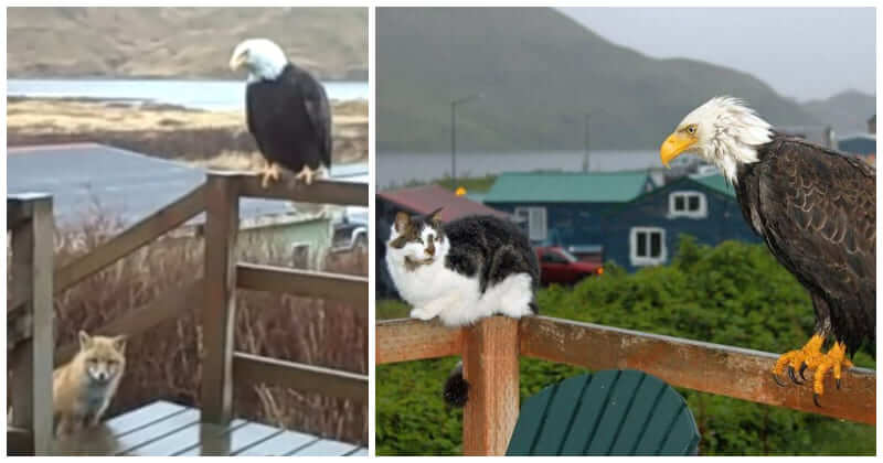 Alaska: A bald eagle, a wild fox, and two domestic cats gathered peacefully on a woman’s porch