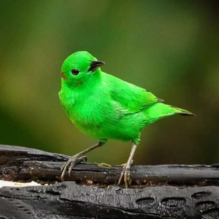 This bird is so bright green it looks like neon markings