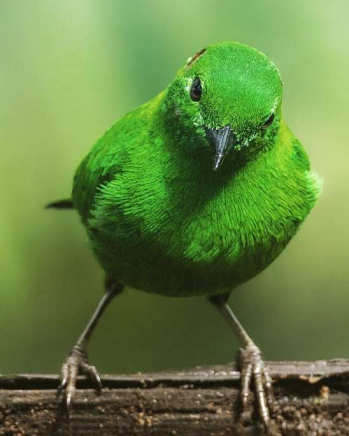 This bird is so bright green it looks like neon markings