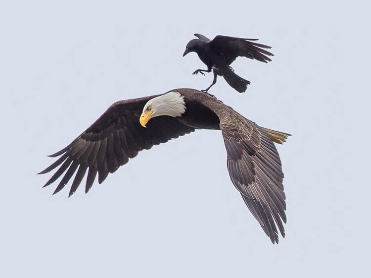 Clever crow spotted riding on the back of a bald eagle