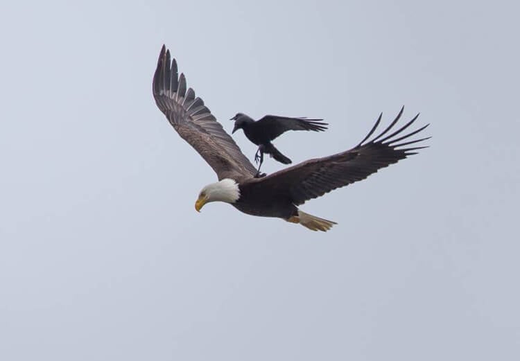 Clever crow spotted riding on the back of a bald eagle