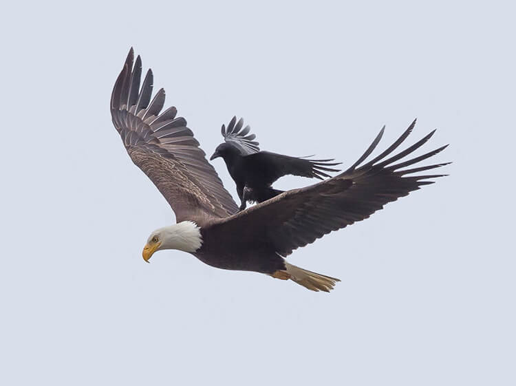 Clever crow spotted riding on the back of a bald eagle