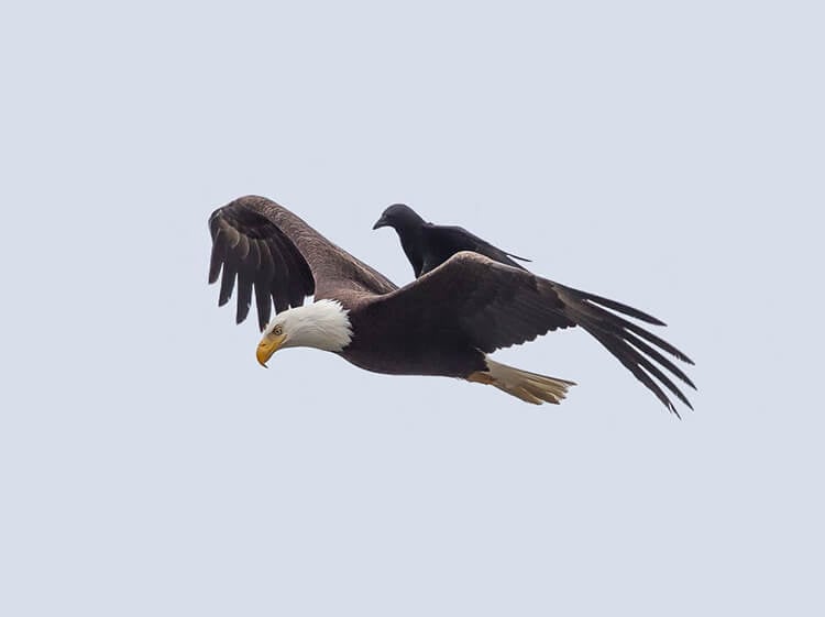 Clever crow spotted riding on the back of a bald eagle