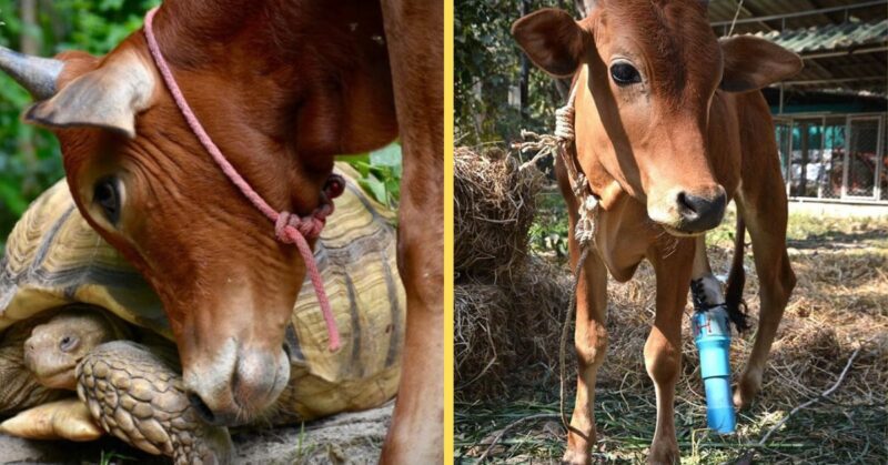 Rescued baby cow and giant African spurred tortoise trust each other and form an unbreakable bond