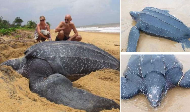 The world’s largest sea turtle emerging from the water makes this the most incredible moment to see