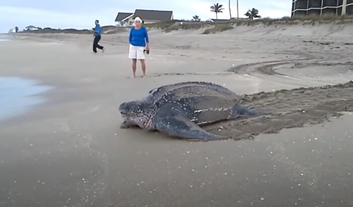 The world's largest sea turtle emerging from the water makes this the most incredible moment to see