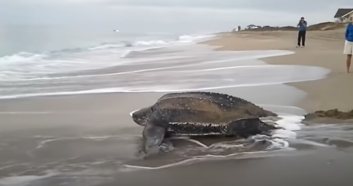 The world's largest sea turtle emerging from the water makes this the most incredible moment to see