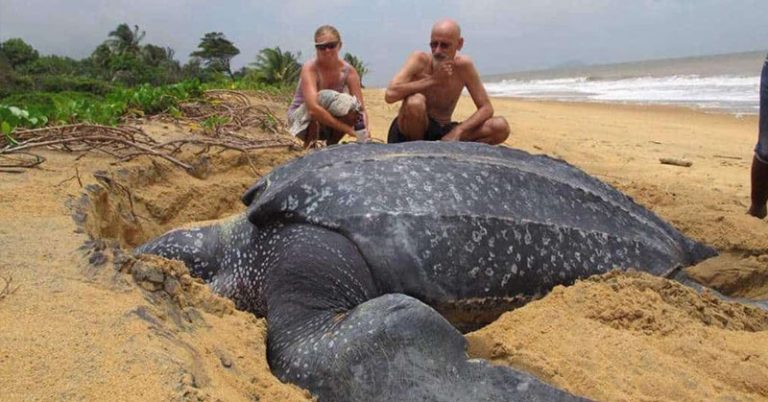 The world's largest sea turtle emerging from the water makes this the most incredible moment to see