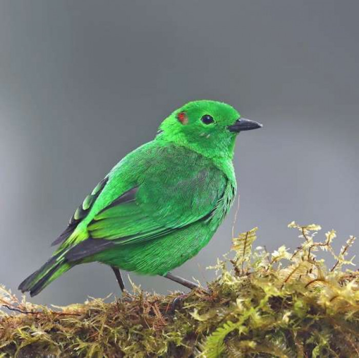 This bird is so bright green it looks like neon markings