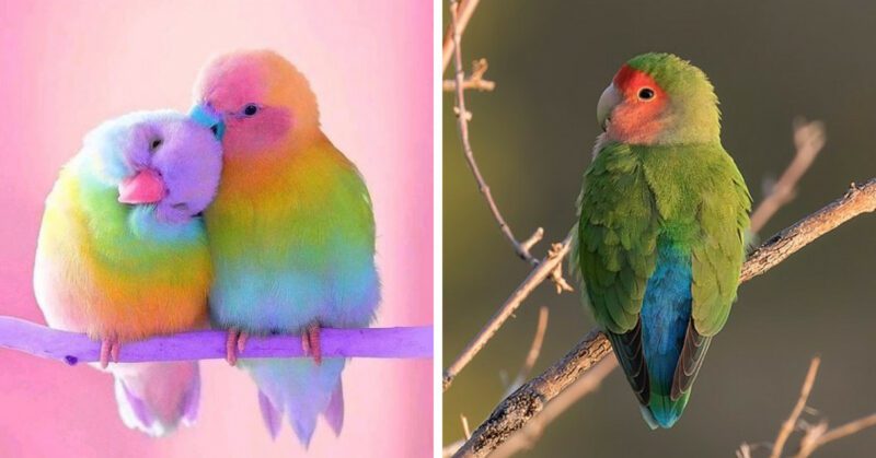 These pink-faced birds will definitely make you fall in love with their beautiful pastel shades