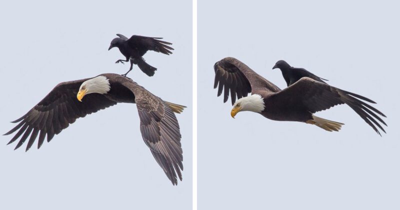 Clever crow spotted riding on the back of a bald eagle