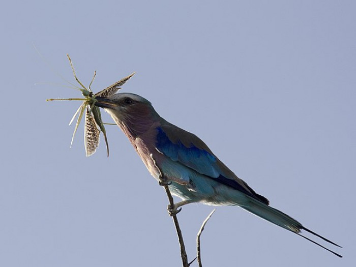 The bird, found in Africa, has distinct jewel-colored plumage that will appeal to all bird lovers