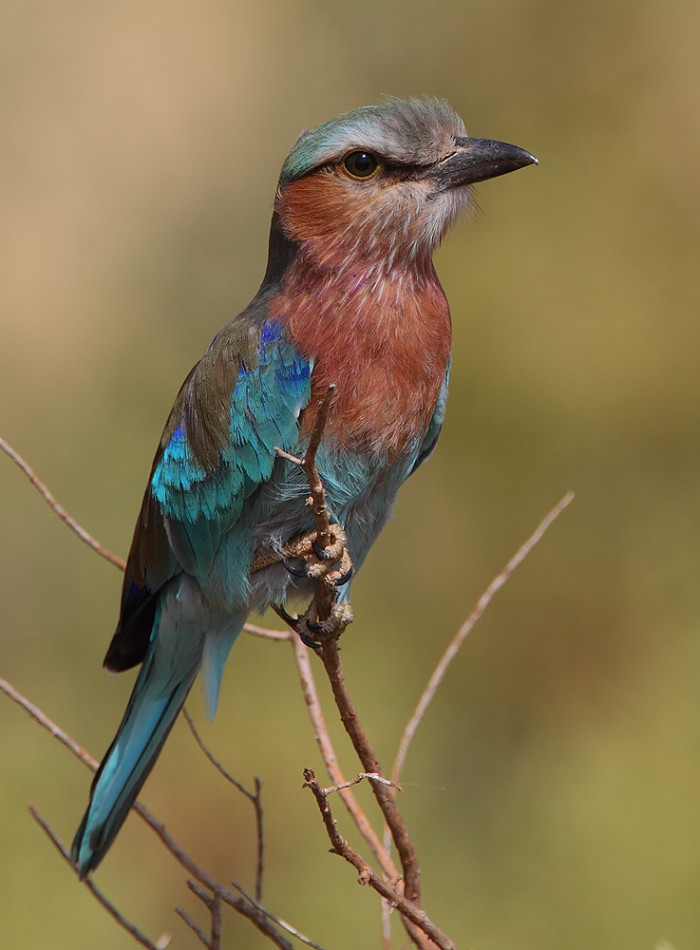 The bird, found in Africa, has distinct jewel-colored plumage that will appeal to all bird lovers