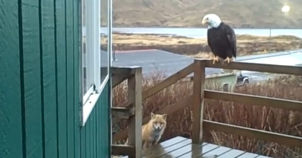 Alaska: A bald eagle, a wild fox, and two domestic cats gathered peacefully on a woman's porch