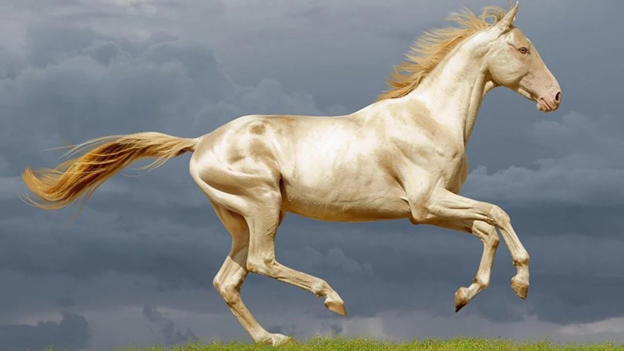 Dubbed "the most beautiful horse in the world", the Akhal-Teke is a brilliant creature that is hard to forget