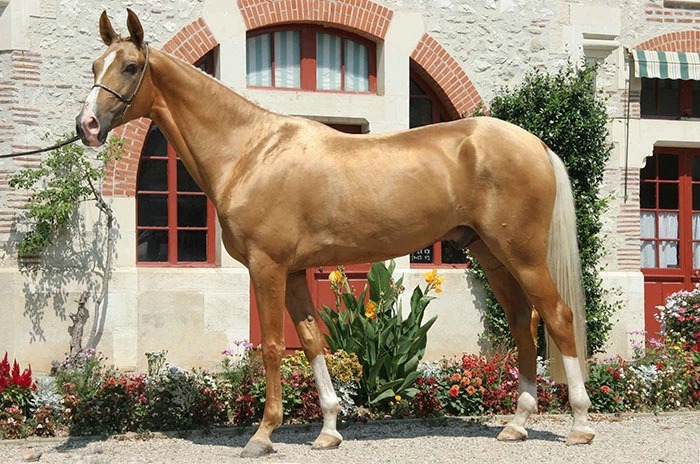 Dubbed "the most beautiful horse in the world", the Akhal-Teke is a brilliant creature that is hard to forget