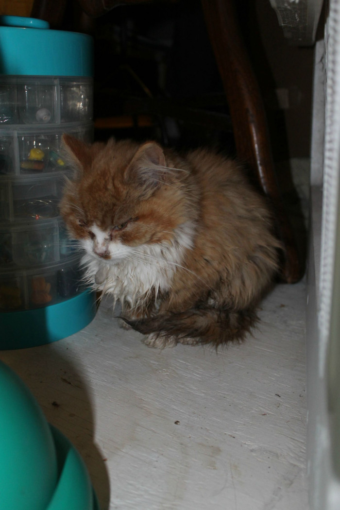 Freezing kittens left on the side of the road rescued 