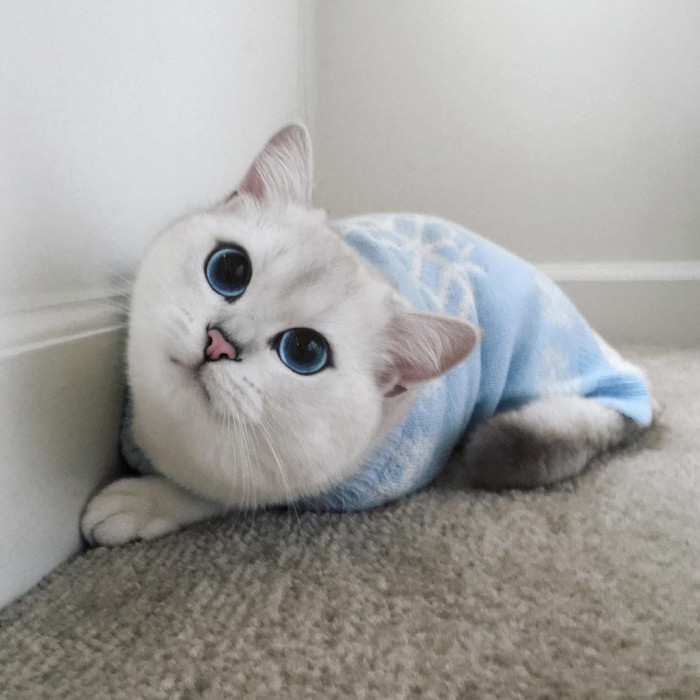 20 most beautiful cats in the world worth melting for