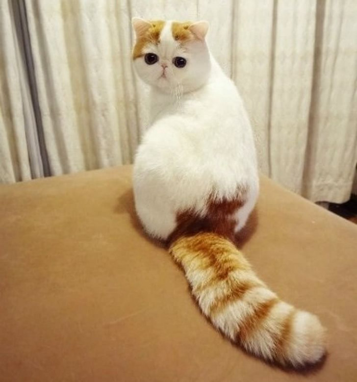 20 most beautiful cats in the world worth melting for