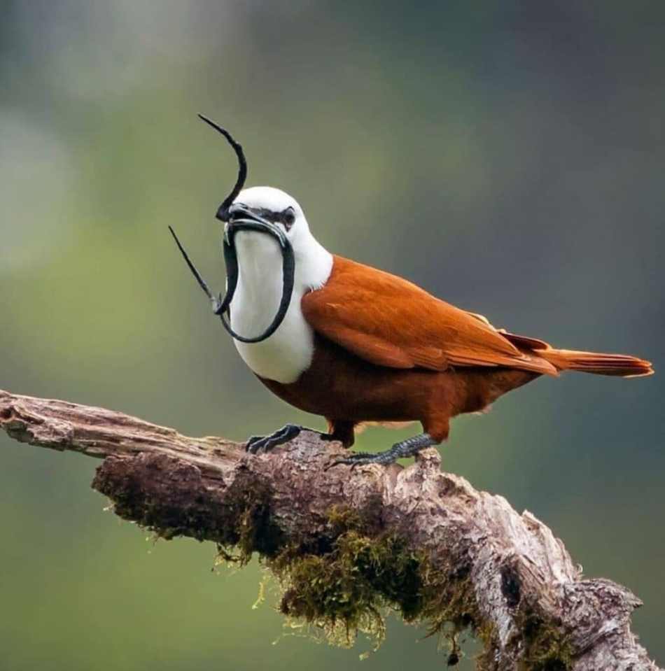 Meet the Three-wattled Bellbird, a unique bird with a mustache