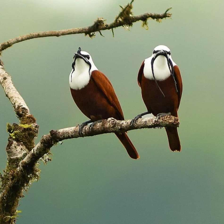 Meet the Three-wattled Bellbird, a unique bird with a mustache