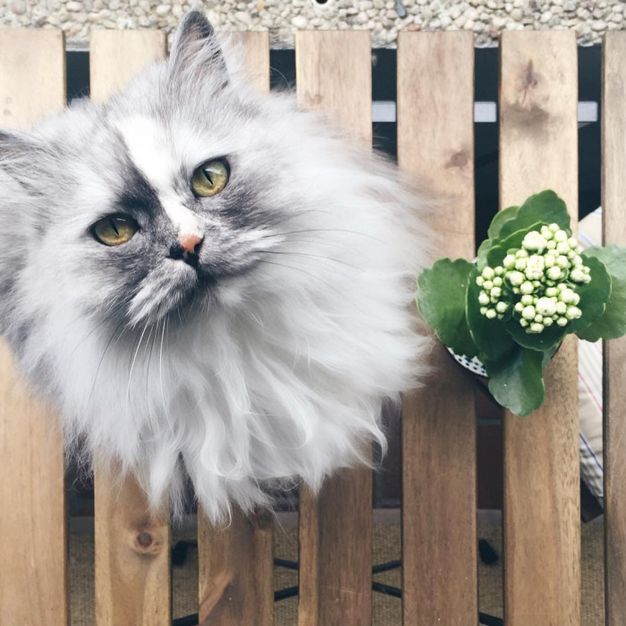 20 most beautiful cats in the world worth melting for