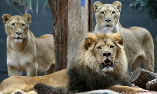 Three lions rescued a 12-year-old kidnapped girl.