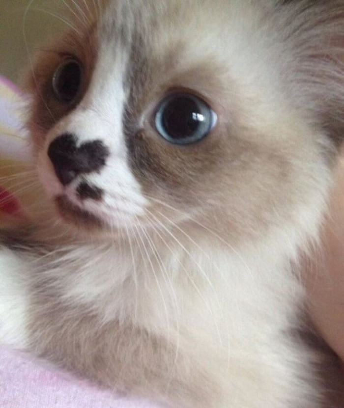 20 most beautiful cats in the world worth melting for