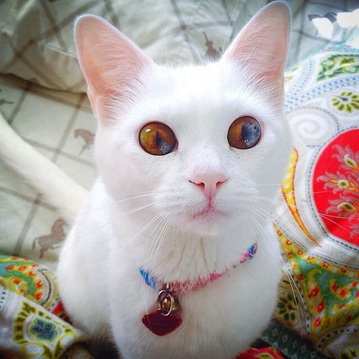 20 most beautiful cats in the world worth melting for