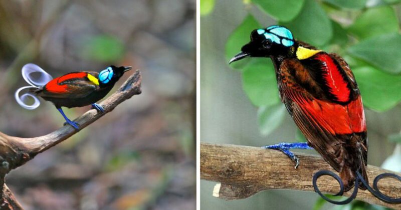 Wilson’s bird of paradise is extremely exquisite