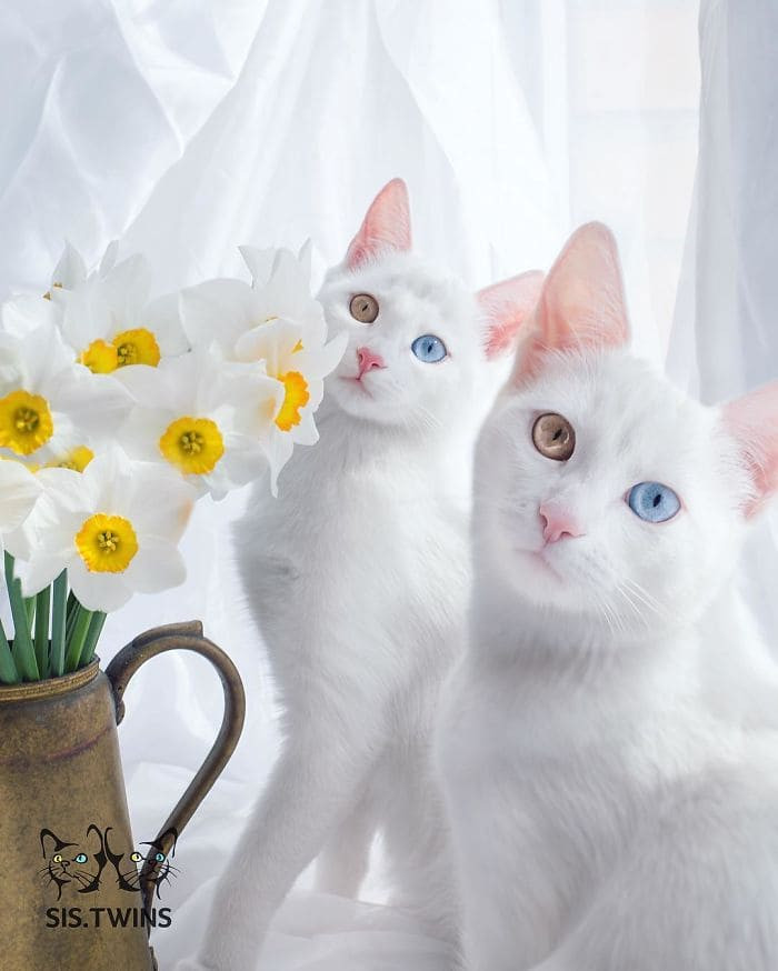 20 most beautiful cats in the world worth melting for