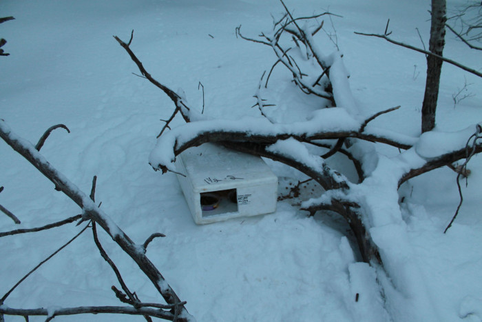 Freezing kittens left on the side of the road rescued 