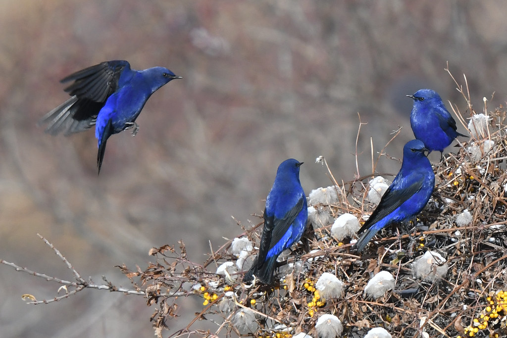 Meet the Grandala Coelicolor, a spectacular bird with mesmerizing blue plumage
