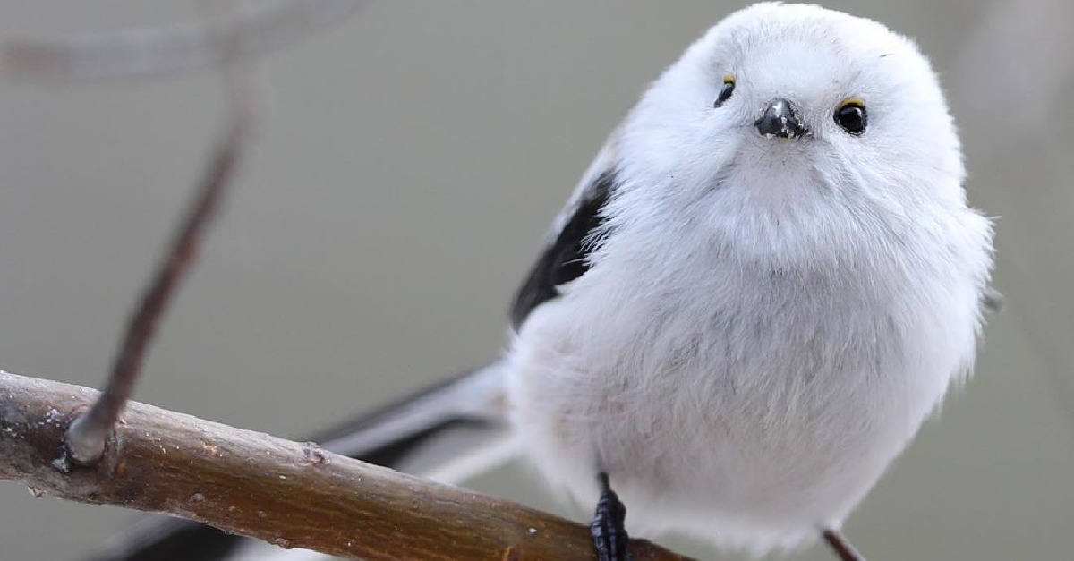 The Small Bird looks like a flying cotton ball and we can't get enough of it