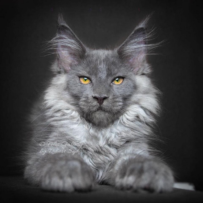 20 most beautiful cats in the world worth melting for