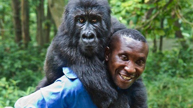 Heartbreaking! Gorilla Ndakasi, famous for his selfies, died in the arms of his longtime human friend