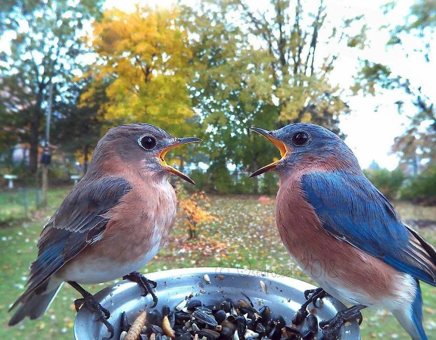 A woman set up a photo booth with a bird feeder to capture close-ups of birds feeding, and here are 25 of her best photos