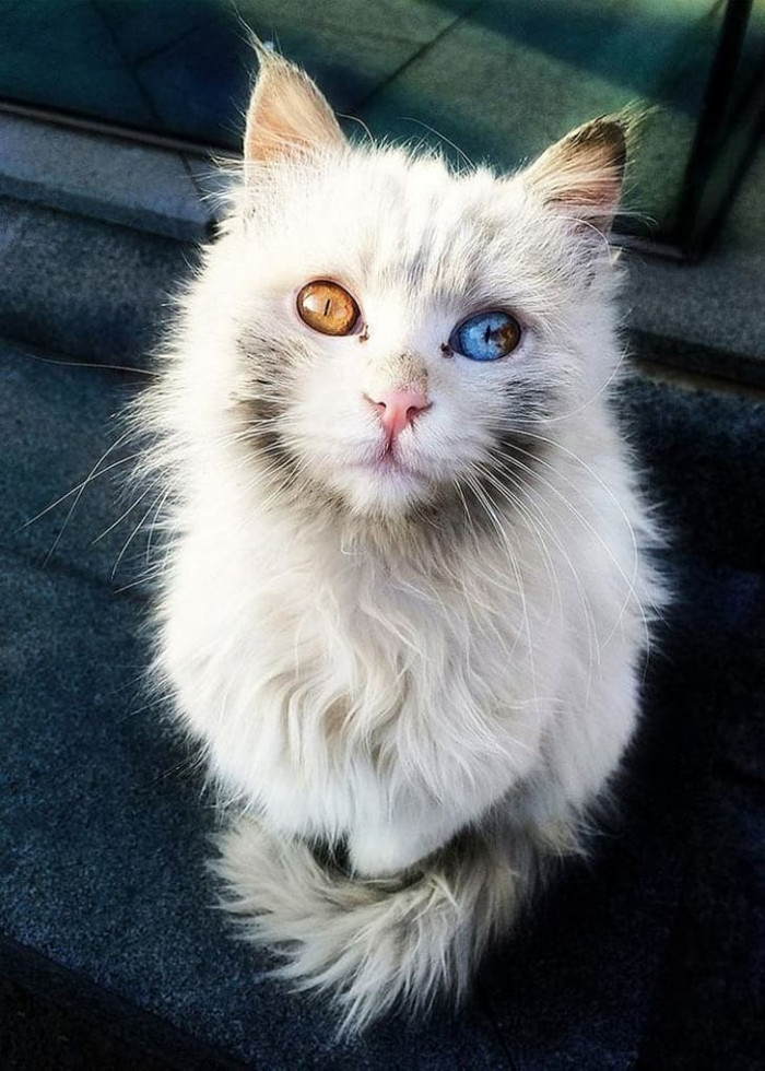 20 most beautiful cats in the world worth melting for