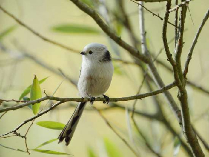 The Small Bird looks like a flying cotton ball and we can't get enough of it