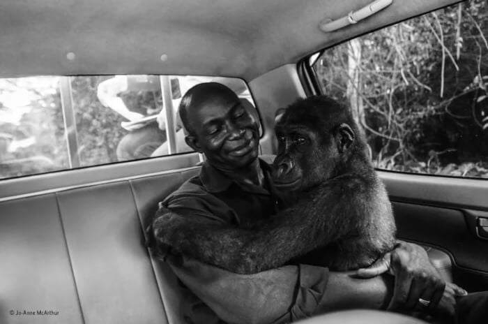 The gentle gorilla couldn't stop hugging the man who saved him from the poachers.