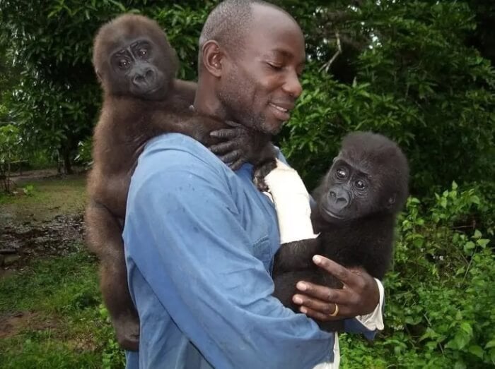 The gentle gorilla couldn't stop hugging the man who saved him from the poachers.