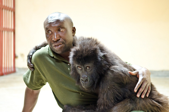 Heartbreaking! Gorilla Ndakasi, famous for his selfies, died in the arms of his longtime human friend