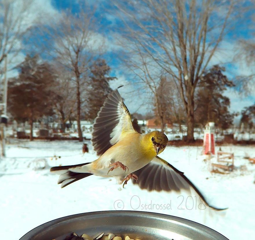 A woman set up a photo booth with a bird feeder to capture close-ups of birds feeding, and here are 25 of her best photos